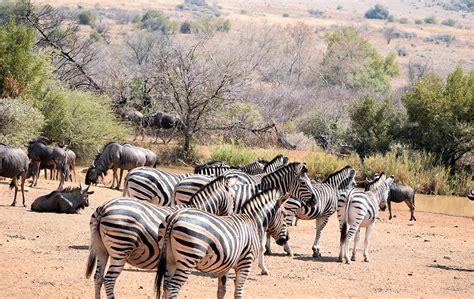 restaurants in pilanesberg|The Zebra Crossing, Pilanesberg National Park .